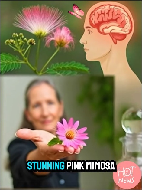 Exploring the Benefits and Uses of Albizia Julibrissin (Mimosa Tree): A Natural Healer and Ecological Treasure