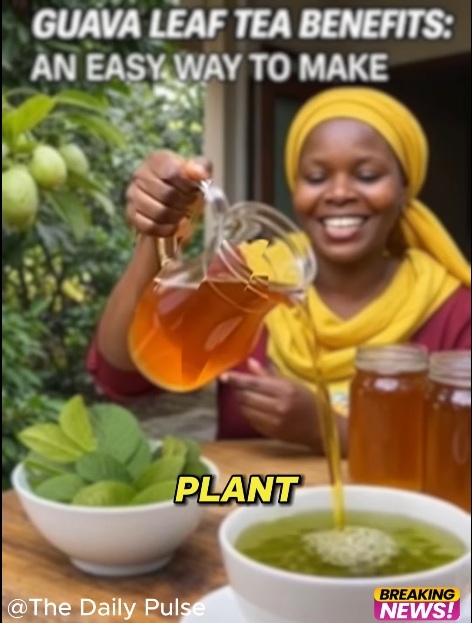 17 Extraordinary Benefits of Guava Leaf Tea That You Should Know