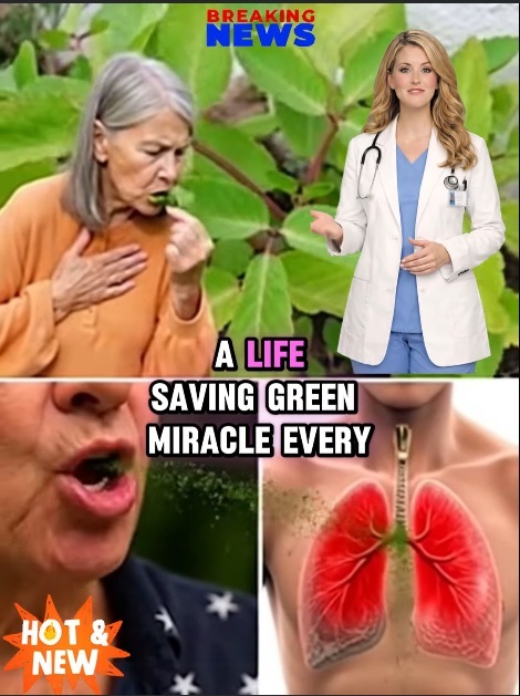 Leaf of Life: Many Have It in Their Garden, But Most Don’t Know How to Take Advantage of It…kp 👇👇