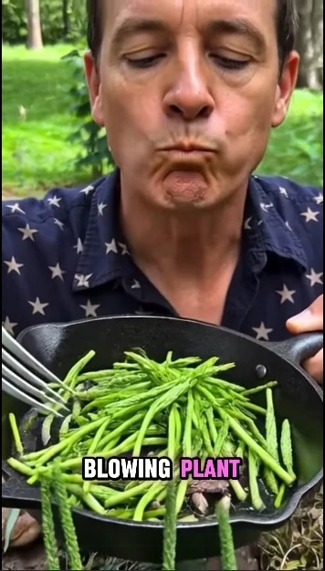 The Plant You See in the Picture Is One of the Most Miraculous Plants in the World